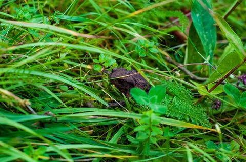 Dark brown earthen frog close-up among bright green vegetation, various plant Stock Photos