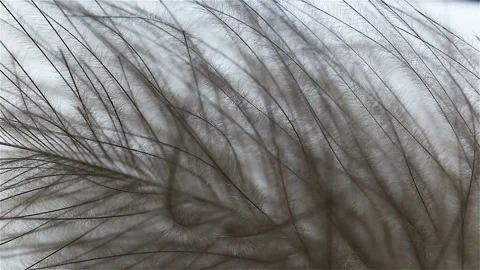Dark brown feather fluff gently sways in the wind. Abstract, extreme close-up, r Stock Footage 149216793