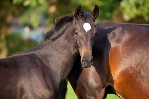 Dark brown foal Stock Photos