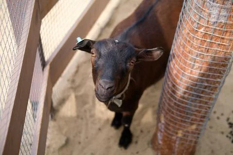 Dark brown goat looking at camera inside enclosure. Domestic farm animal in.. Stock Photos