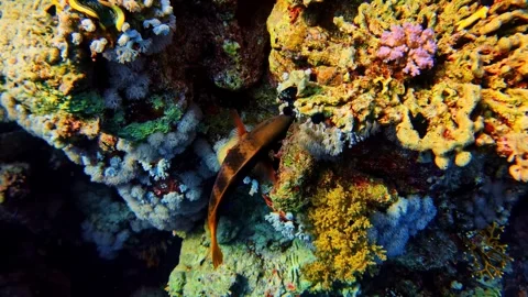Dark brown hawkfish lurking among vivid yellow and white soft corals on a Stock Footage 334287408