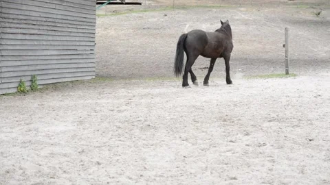 A dark brown horse with an almost black coat walks calmly around a farmyard Stock Footage 341690280