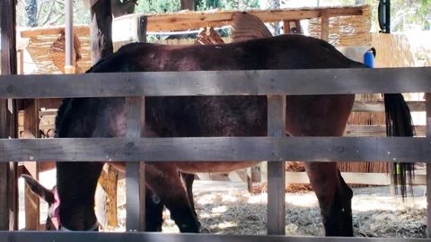 Dark Brown Horse Behind Rustic Wooden Fence In Sunny Paddock Stock Footage 343572805