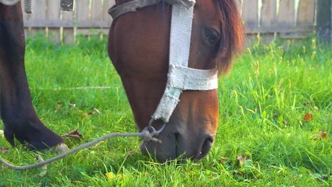 A dark brown horse eats fresh green grass on a field in a village. Stock Footage 117127804