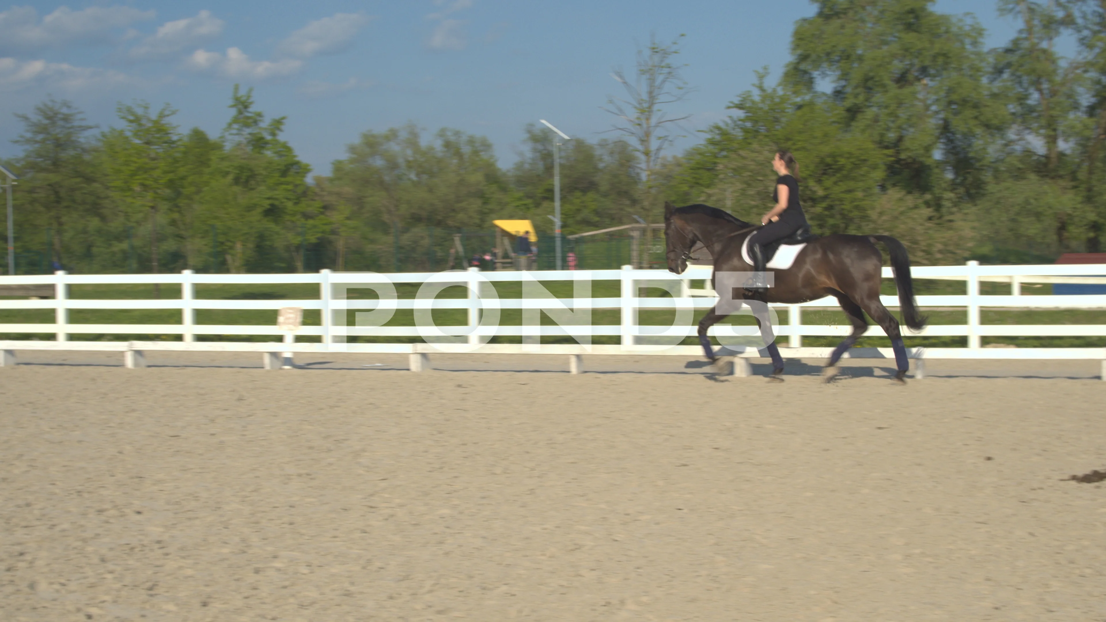 beautiful dark brown horse