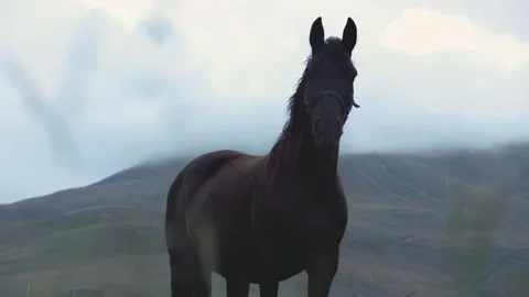 Dark brown horse looking into the camera in the mountains at dusk, slow motion Stock Footage 247468766