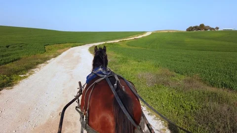 Dark brown horse pulling a Carriage on a dirt path on a sunny day, at 60 fps. Stock Footage 102037057