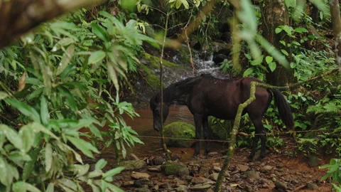 Dark brown horse standing in a shallow rainforest stream surrounded by lush 库存影片 336059631