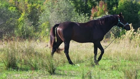 A dark brown horse walking through tall grass in a lush green field, with its Stock Footage 288635304