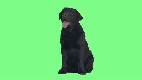 Dark brown labrador sits on a green screen Видео 80799666