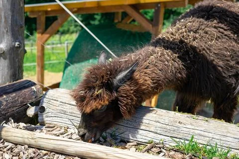 A dark brown llama eats carrots on a farm while standing in a pen. Petting zo Foto stock