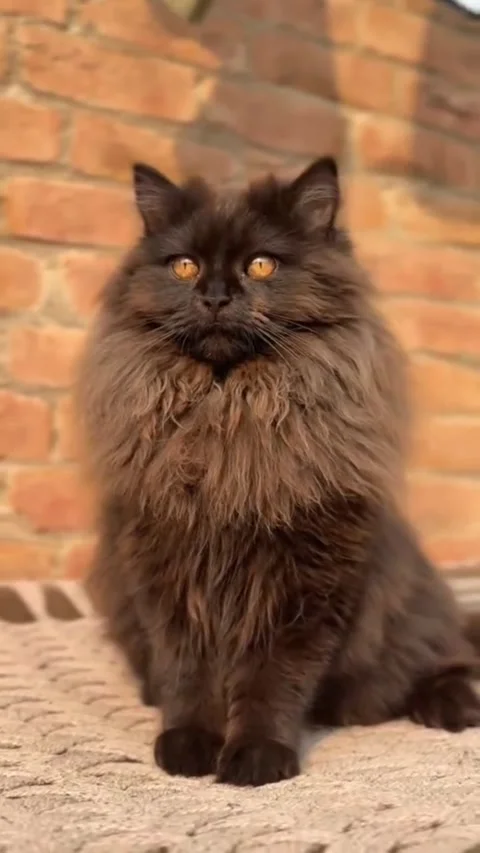 Dark Brown Long-Haired Cat Sitting Stock Footage 337432195
