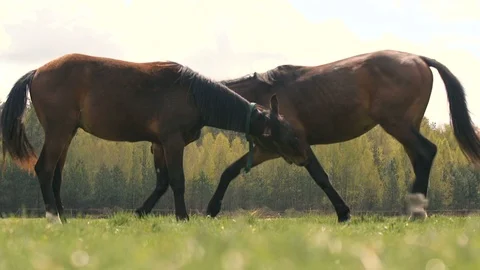 Dark brown mare and brown stallion standing opposite in a green meadow in spring Stock Footage 108270985