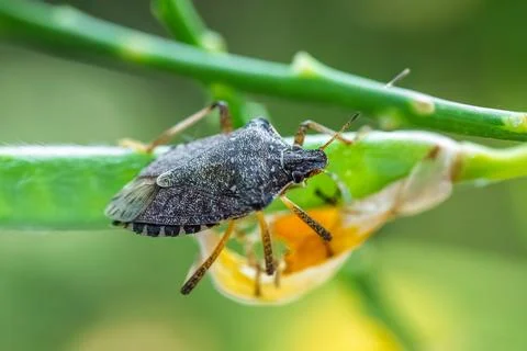Dark brown marmorated stink bug Halyomorpha halys resting on broom stem, in.. Stock Photos