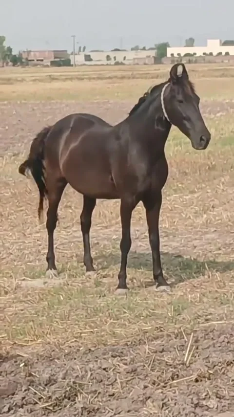 Dark Brown Marwari Horse Standing In Rural Field. Vídeos de archivo 335606341