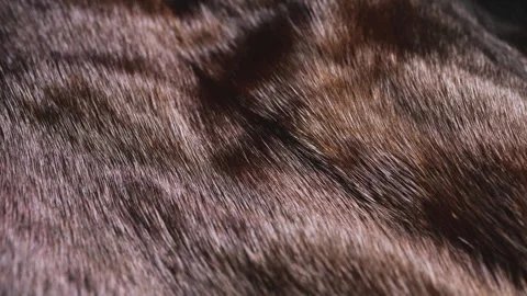 Dark brown mink fur texture close up moving smoothly in waves.  Stock Footage 346189746