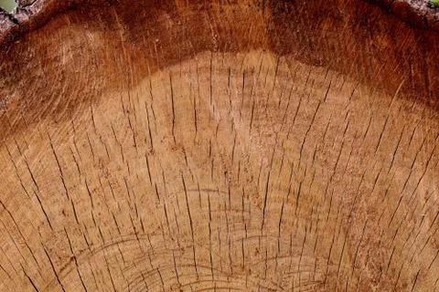 Dark brown Oak Section Stock Photos