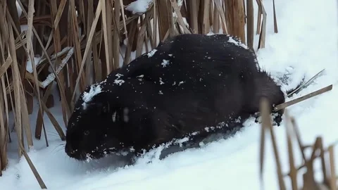Dark brown otter covered in snow emerges from icy water surrounded by reeds Stock Footage 326161571