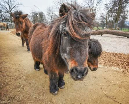 Dark brown ponies Stock Photos