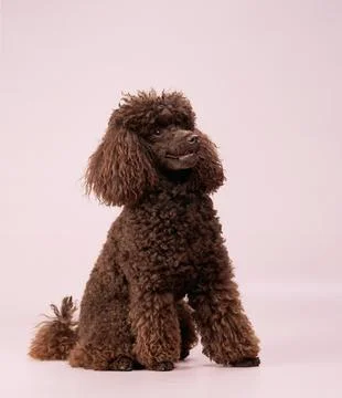 Dark Brown Poodle with Light Background Stock Photos