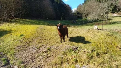 Dark brown sheep in a field in the Black Forest Stock Footage 90277209