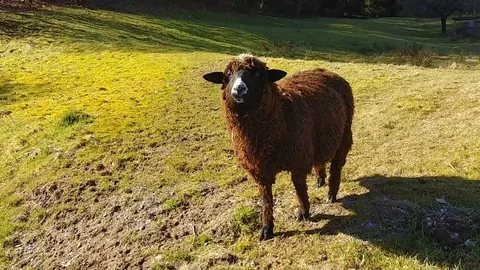 Dark brown sheep in a field Stock Footage 90277550
