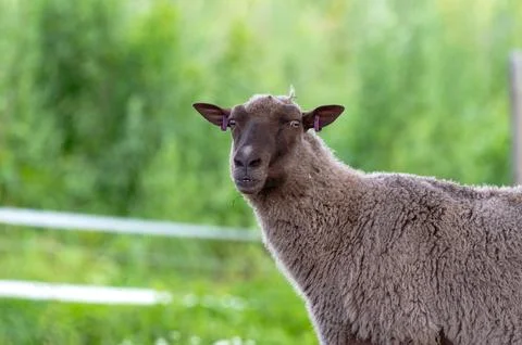 A dark brown sheep staring Stock Photos