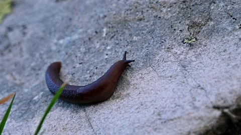 Dark brown slug crawling on stone surface outdoors Stock Footage 346683597