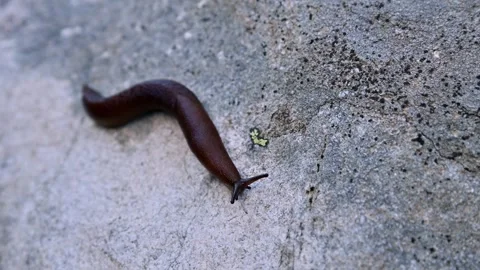 Dark Brown Slug Crawling On Textured Stone Surface Stock Footage 346392537