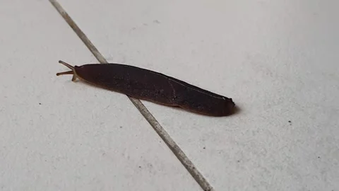 A dark brown slug (likely Laevicaulis alte) with a visible dorsal groove cr.. 스톡 동영상 311705563