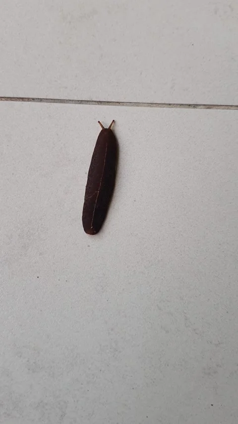 A dark brown slug (likely Laevicaulis alte) with a visible dorsal groove cr.. 스톡 동영상 311705575