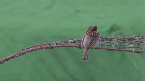Dark brown sparrow looking around garden for food Stock Footage 98745479