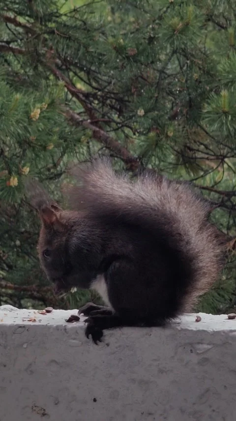 Dark brown squirrel eating nuts on concrete ledge. 스톡 동영상 331993376