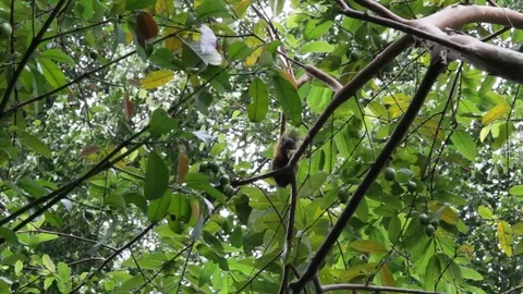 Dark brown Squirrel feeds on fruit in a tree in forest Stock Footage 122307418