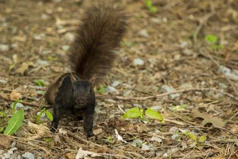 Dark Brown Squirrel Stock Photos