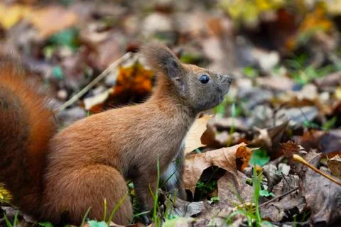 A dark brown squirrel sniffs the air for food in an autumn forest among falle Stock Photos
