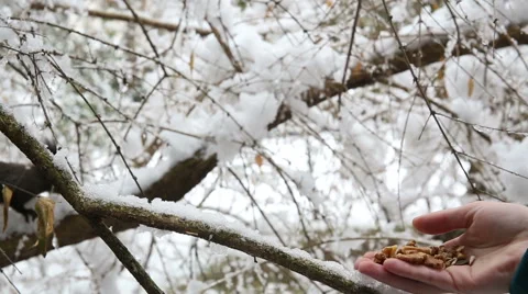 Dark brown squirrel take nut from hand Stock-Footage 44912832
