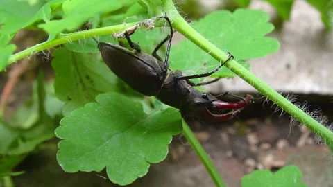 A dark brown stag beetle sits on a green Stock Footage 277252837