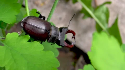 A dark brown stag beetle sits on a green Stock-Footage 277252854