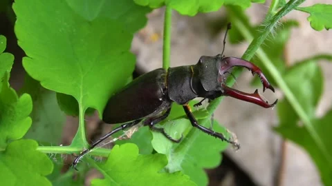 A dark brown stag beetle sits on a green Video stock 277252858