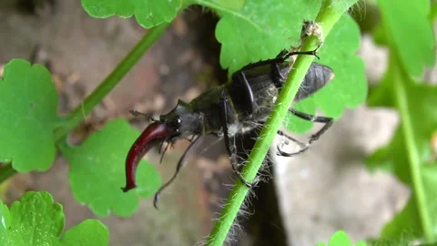A dark brown stag beetle sits on a green Vídeo Stock 277252860