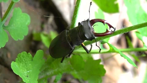 A dark brown stag beetle sits on a green Video stock 277252865