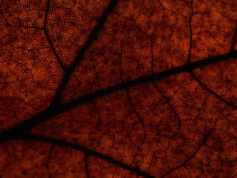 Dark brown texture of a maple leaf with black veins Stock Photos