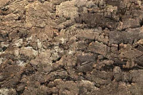 Dark brown Tree bark background texture natural concept closeup Stock Photos