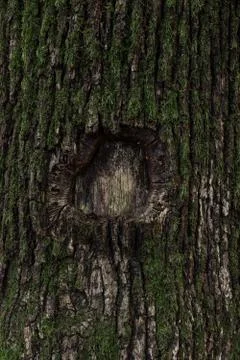 Dark brown tree bark covered with green moss Foto stock