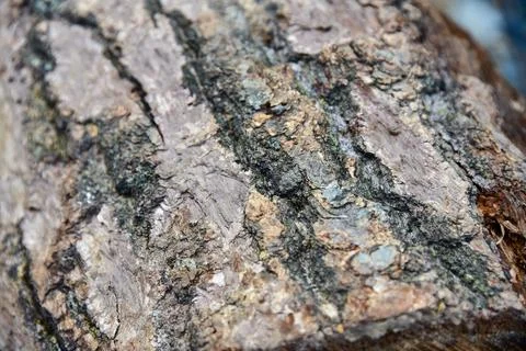 Dark brown of a tree bark of an oak background texture Stock Photos
