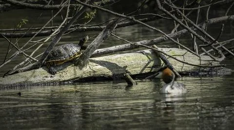 Dark brown turtle sitting with a solid shell on the tree trunk fallen in the Stock Photos