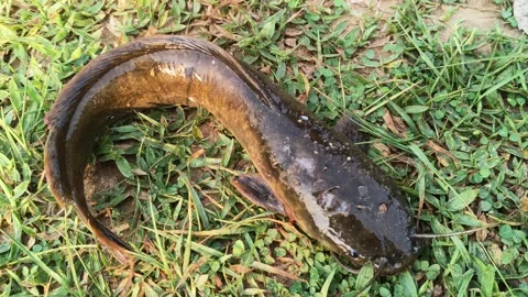 A dark brownish-grey catfish on the green grass. Stock Footage 337950343