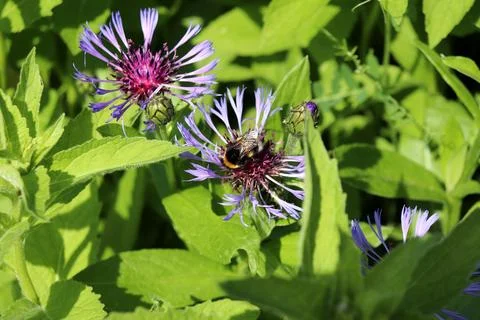 A dark bumblebee pollinates a mountain cornflower flower in a meadow Stock Photos