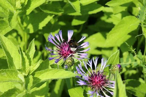 A dark bumblebee pollinates two mountain cornflower flowers in a meadow Фото